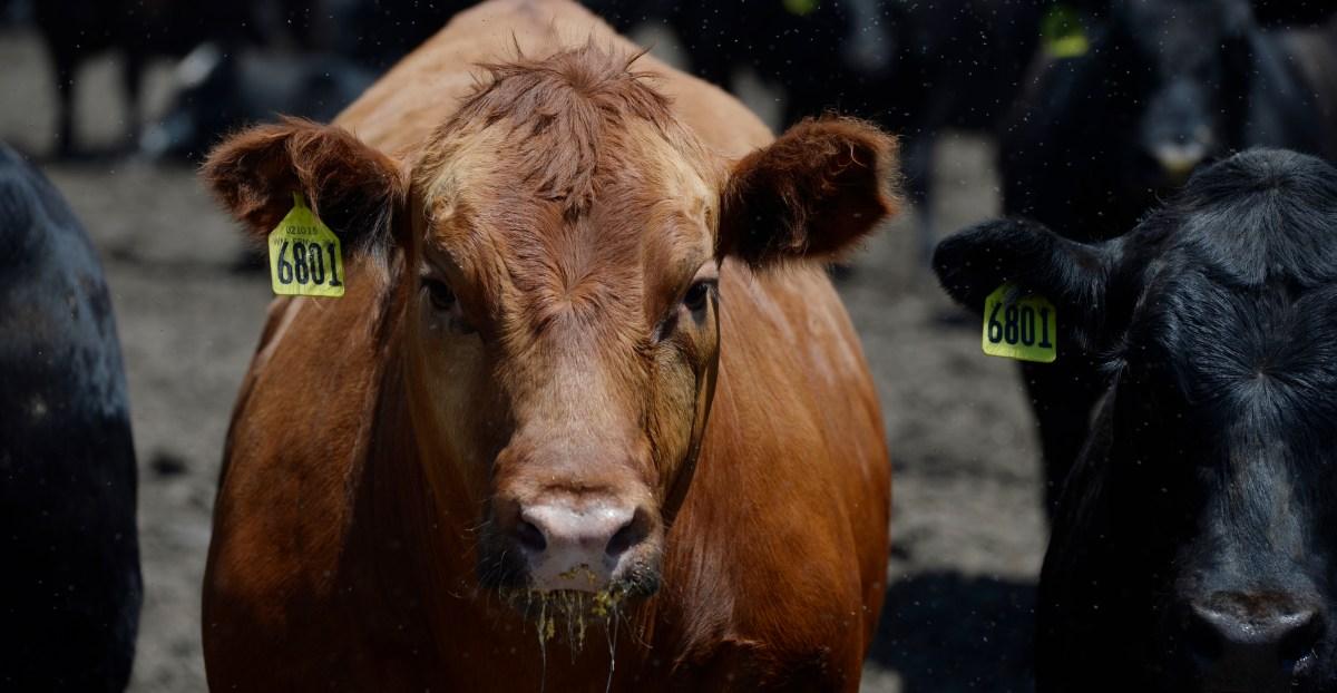 A newly surfaced document reveals the beef industry’s secret climate plan