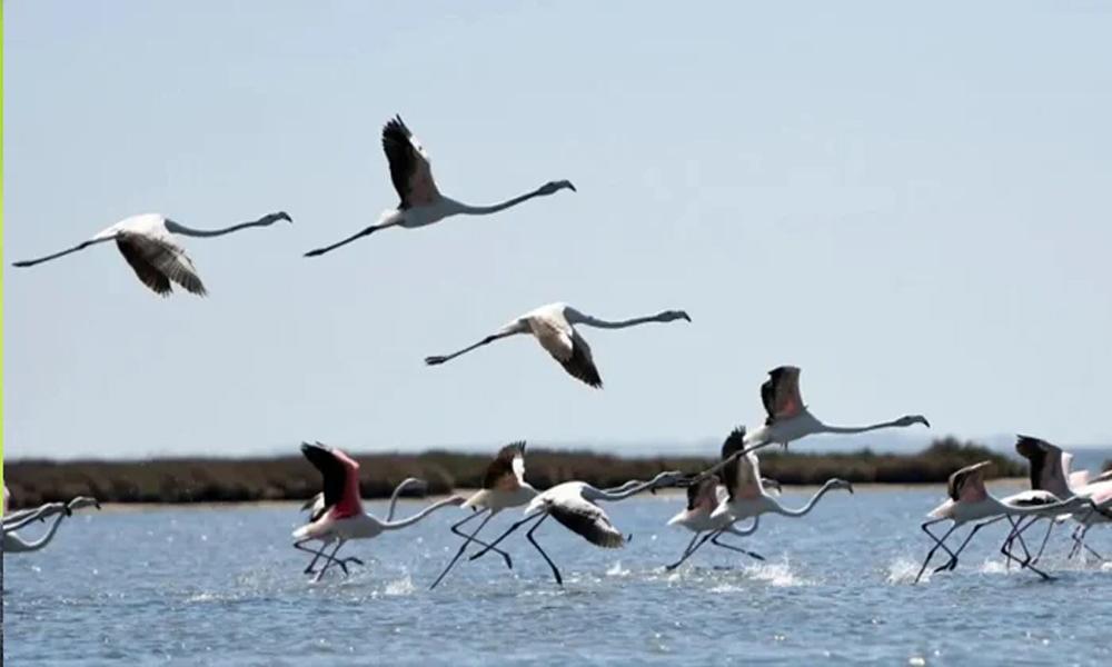 Eight cranes recovered in Wildlife Department operation