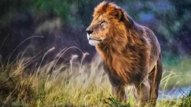 کینیا :  شیر کے حملے میں 14 سالہ بچی ہلاک
