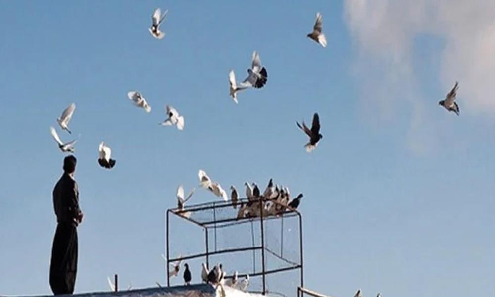 Pigeon-borne lung disease on rise in Karachi