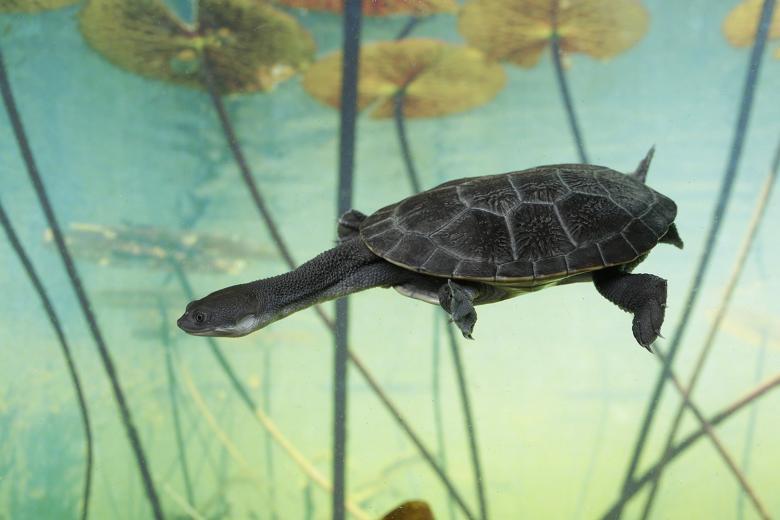 13 endangered snake-necked turtles repatriated back to Indonesia