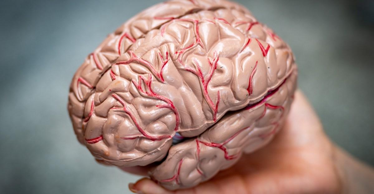 Is your brain your political destiny?