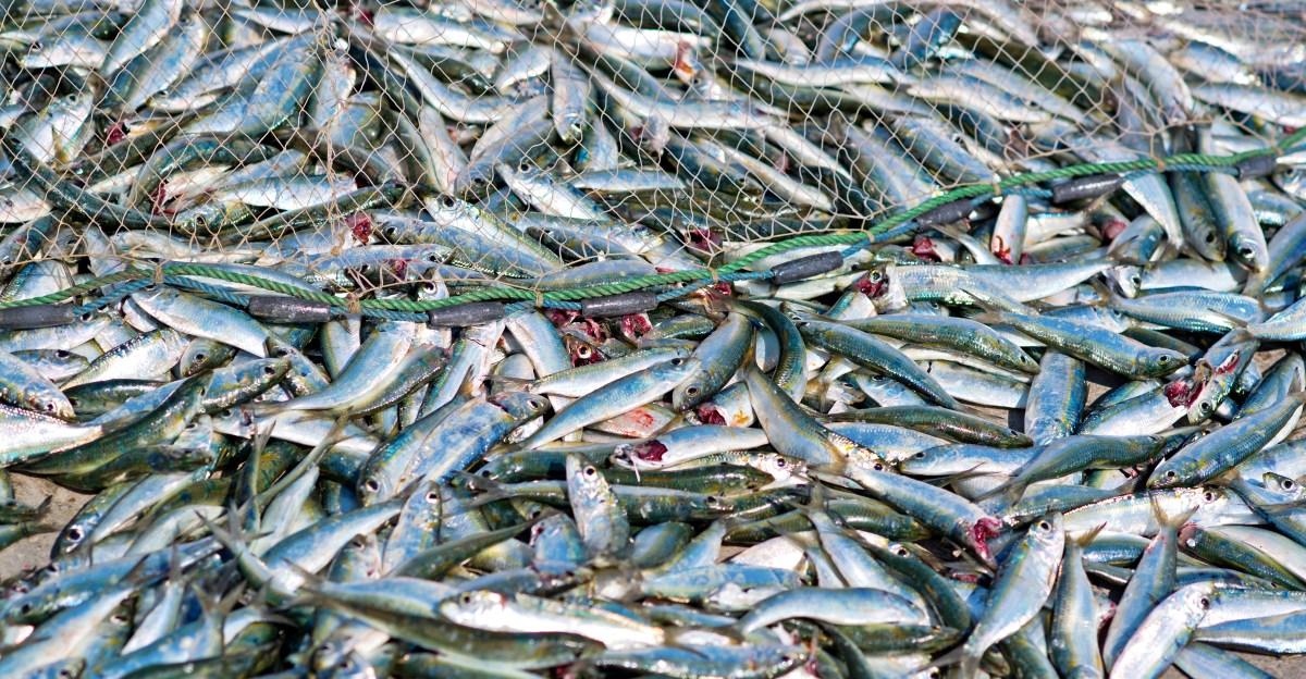 Humans are on pace to slaughter 6 trillion animals per year by 2033