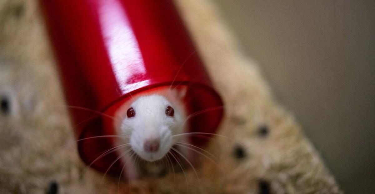 The massive stakes of the Trump administration’s plans to end animal testing