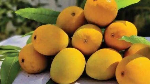 US reject mango shipments from India over documentation issues