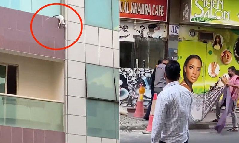 بلی کی جان بچانے والے دبئی کے ہیروز کی راشدالمکتوم کو تلاش