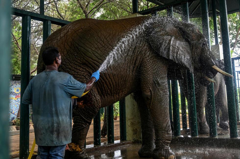Pakistan's last two safari elephants battling TB with daily pill-filled meals