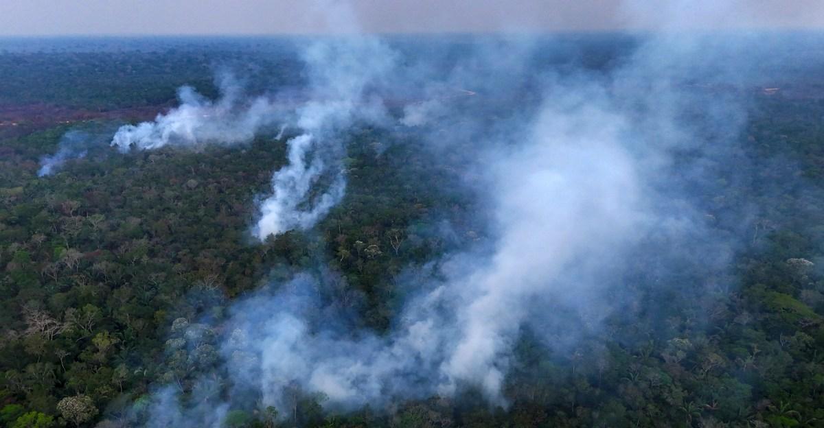 This chart of the planet’s forests should frighten you