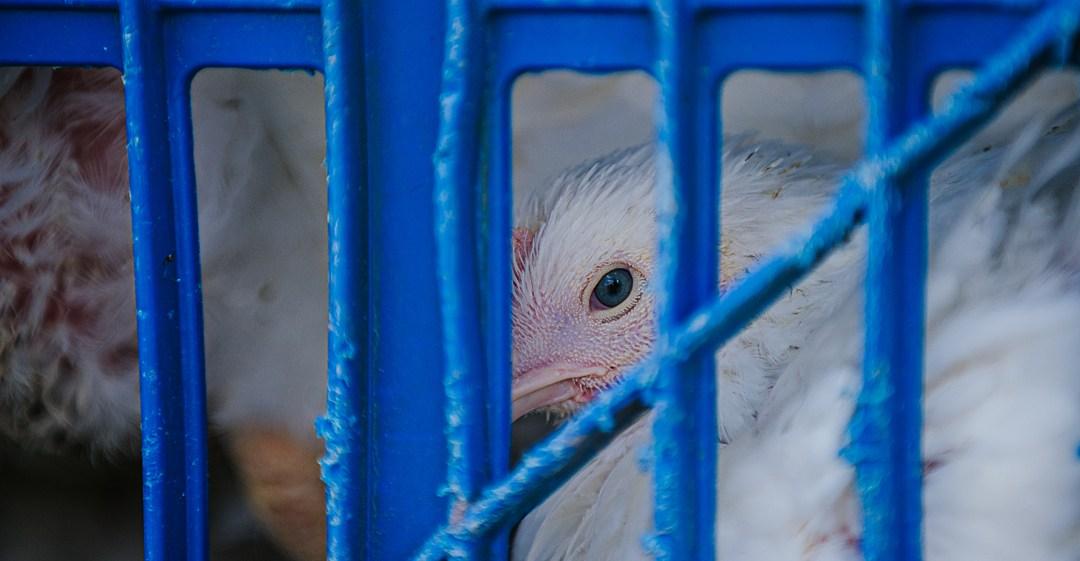 4,000 chicks died in the mail. They expose a darker truth about the meat industry.