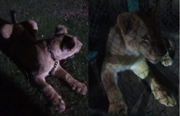Wildlife officials seize two lions in Gujranwala after TikTok stunt sparks outrage