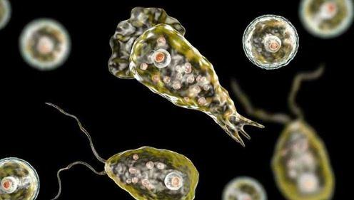 Naegleria claims another life in Karachi