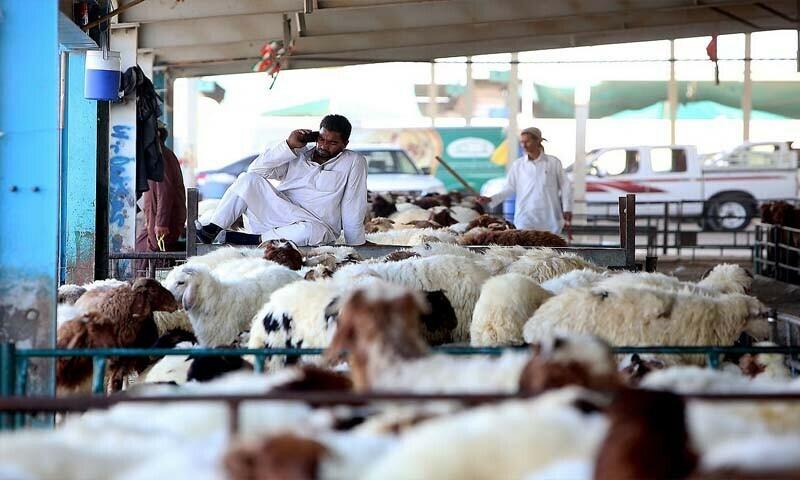 یو اے ای میں غیر مجاز مقامات پر جانوروں کی قربانی کے خلاف انتظامیہ کا  وسیع پیمانے پر کریک ڈاؤن کا اعلان