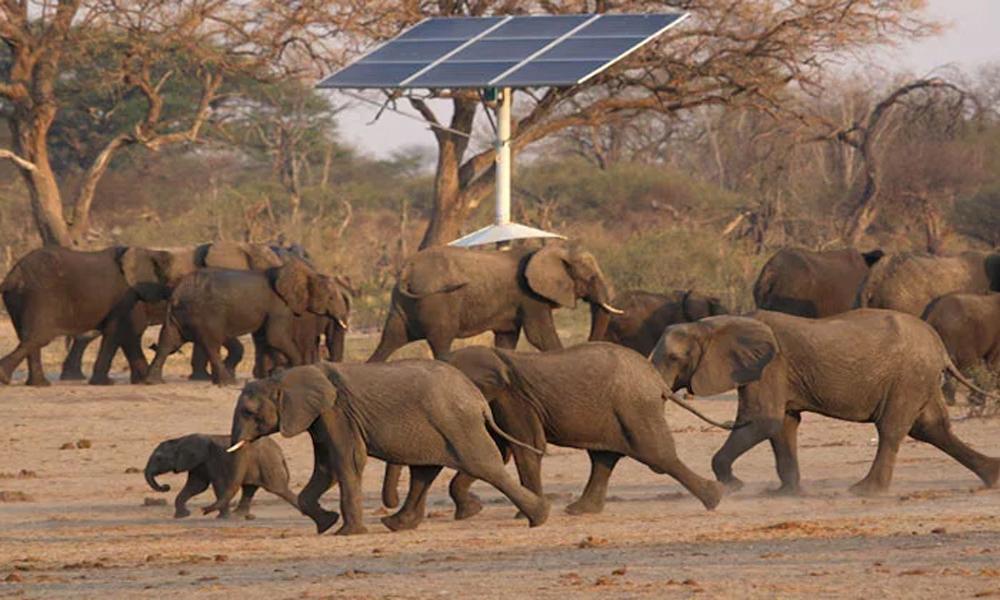 Zimbabwe approves hunting of 50 elephants