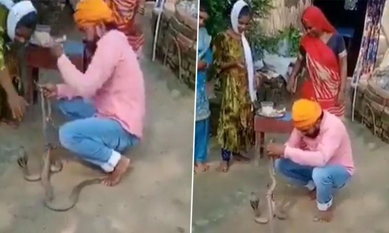 سانپ کو راکھی باندھنے کی کوشش کرنے والا بھارتی شہری ہلاک