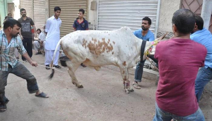 عیدالاضحیٰ کا دوسرے روز ، سنتِ ابراہیمی کی ادائیگی جوش و جذبے سے جاری