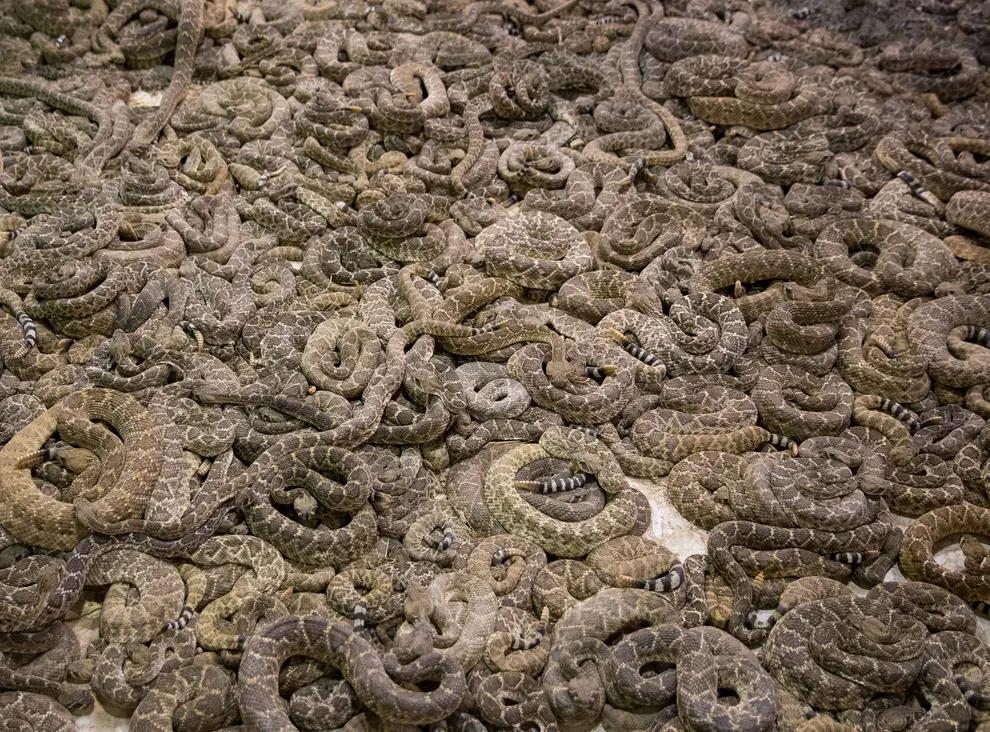 124 snakes found with dead body in US home