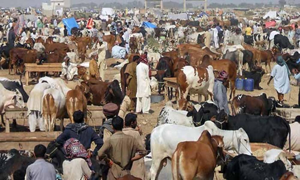 Number of animals sacrificed on Eid-ul-Adha in Pakistan revealed