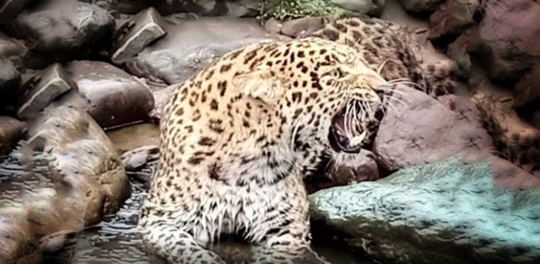 Rare leopard found injured in Muzaffarabad, dies 