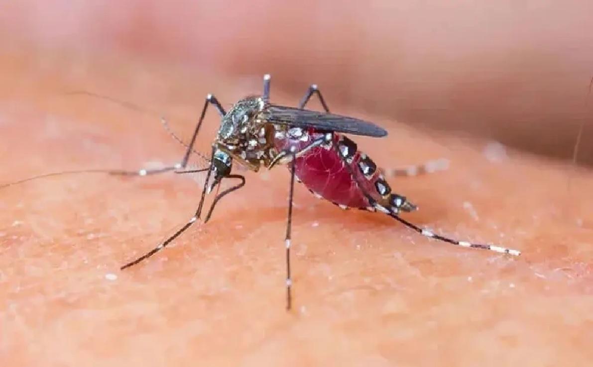 Sindh reports over 65,000 malaria cases in 2025