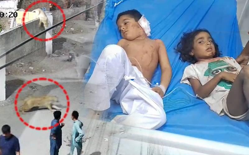 لاہور   میں پالتو شیر کے حملے سے دو بچوں سمیت  ایک خاتون زخمی