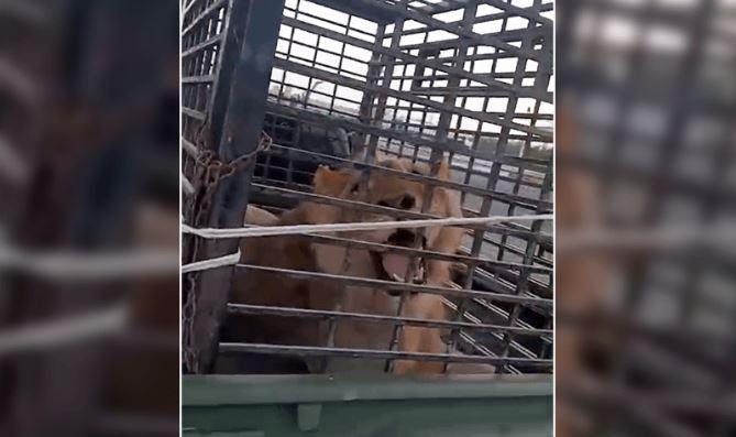 محکمہ وائلڈ لائف کا لائسنس کے بغیر شیر رکھنے والے شہریوں کے خلاف کریک ڈاؤن