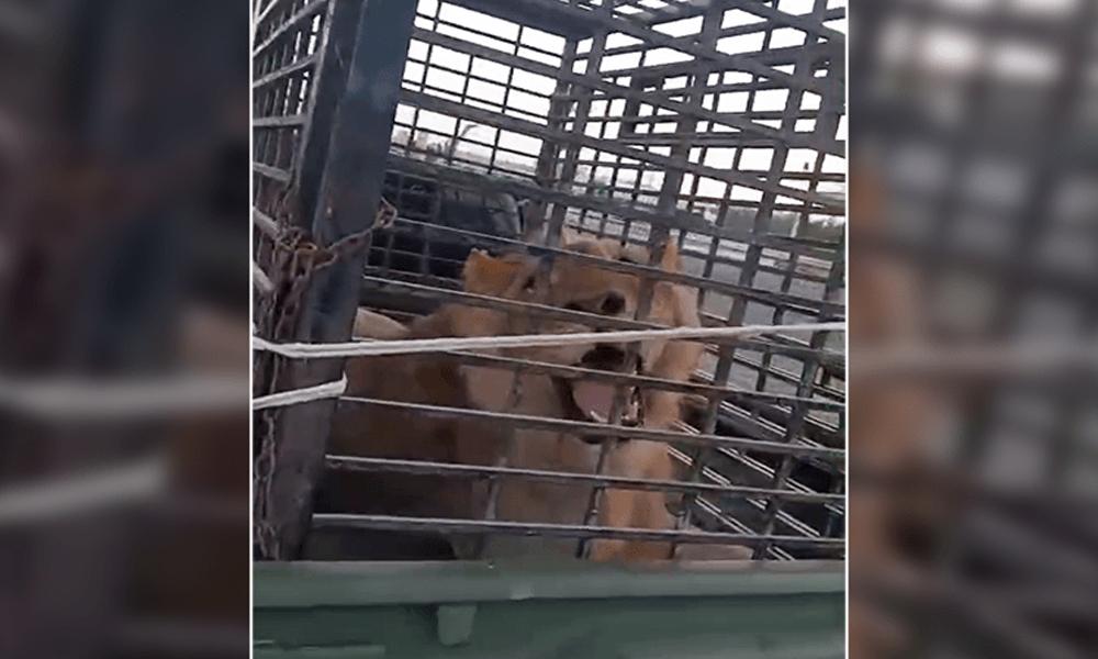 Crackdown in Punjab against illegal possession of lions, 4 people arrested