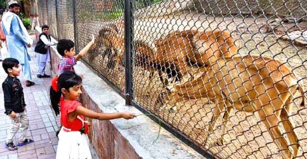 Lahore Zoo announces 50% discount on key attractions to boost public access