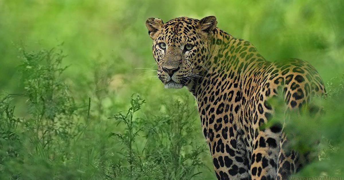 Leopard strikes again: Teen injured in Azad Kashmir attack