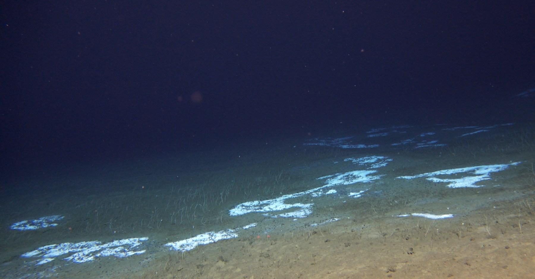 See the bizarre life forms scientists discovered more than 30,000 feet under the Pacific Ocean
