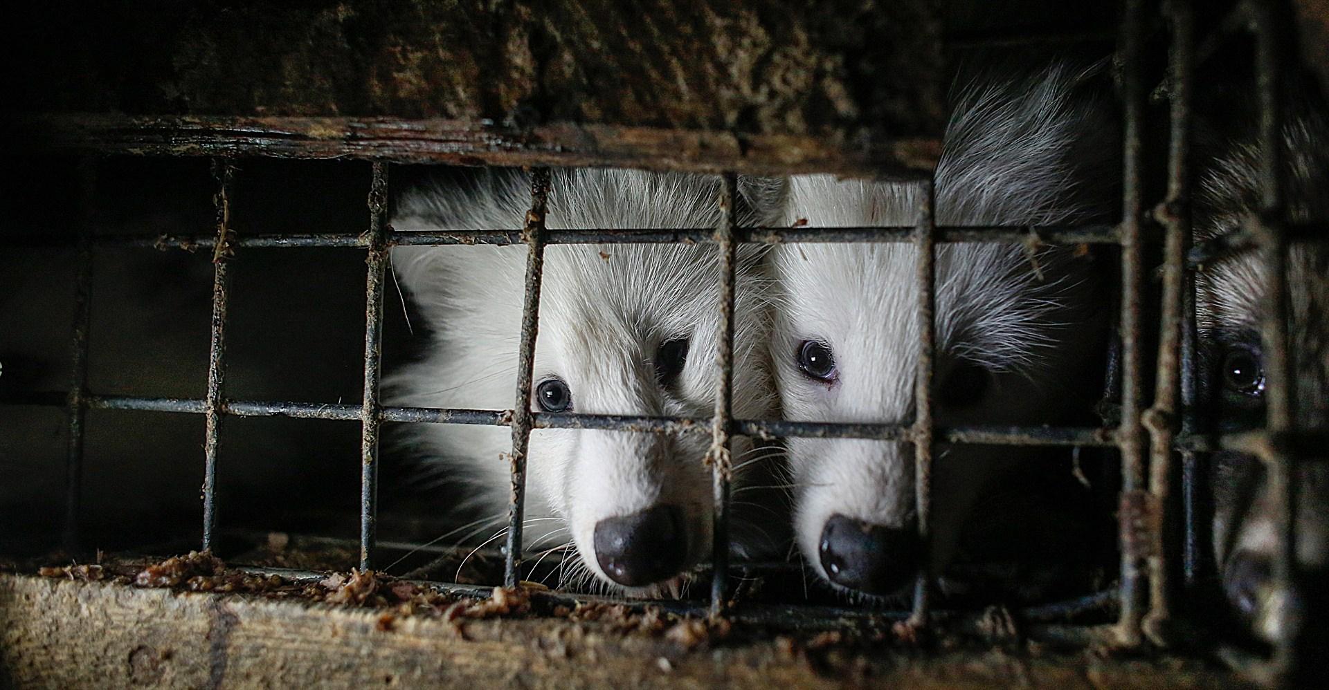 The incredible global collapse of fur production, explained in one chart