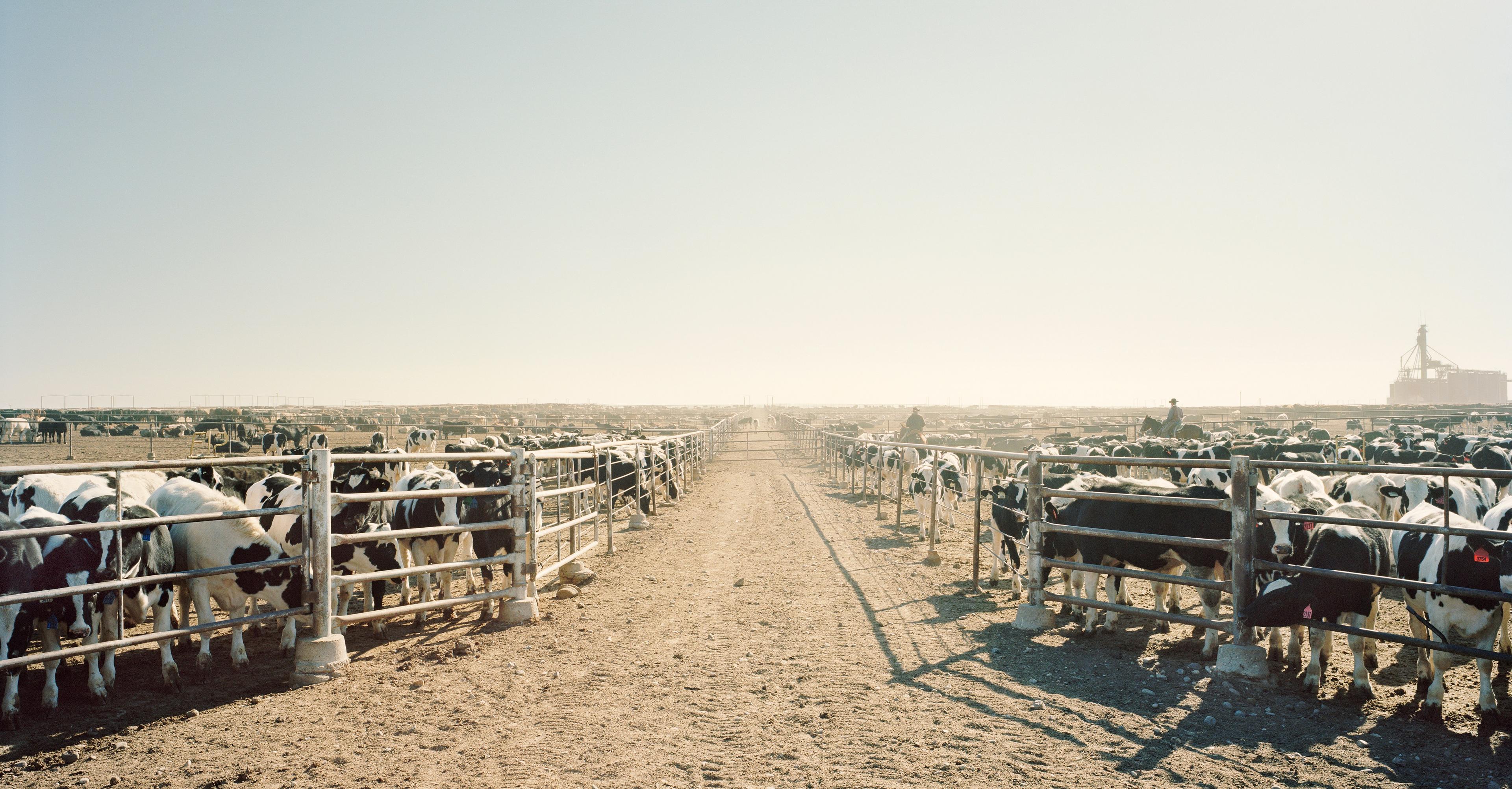 The brutal trade-off that will decide the future of food