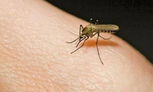 Dengue claims first life in Charsadda