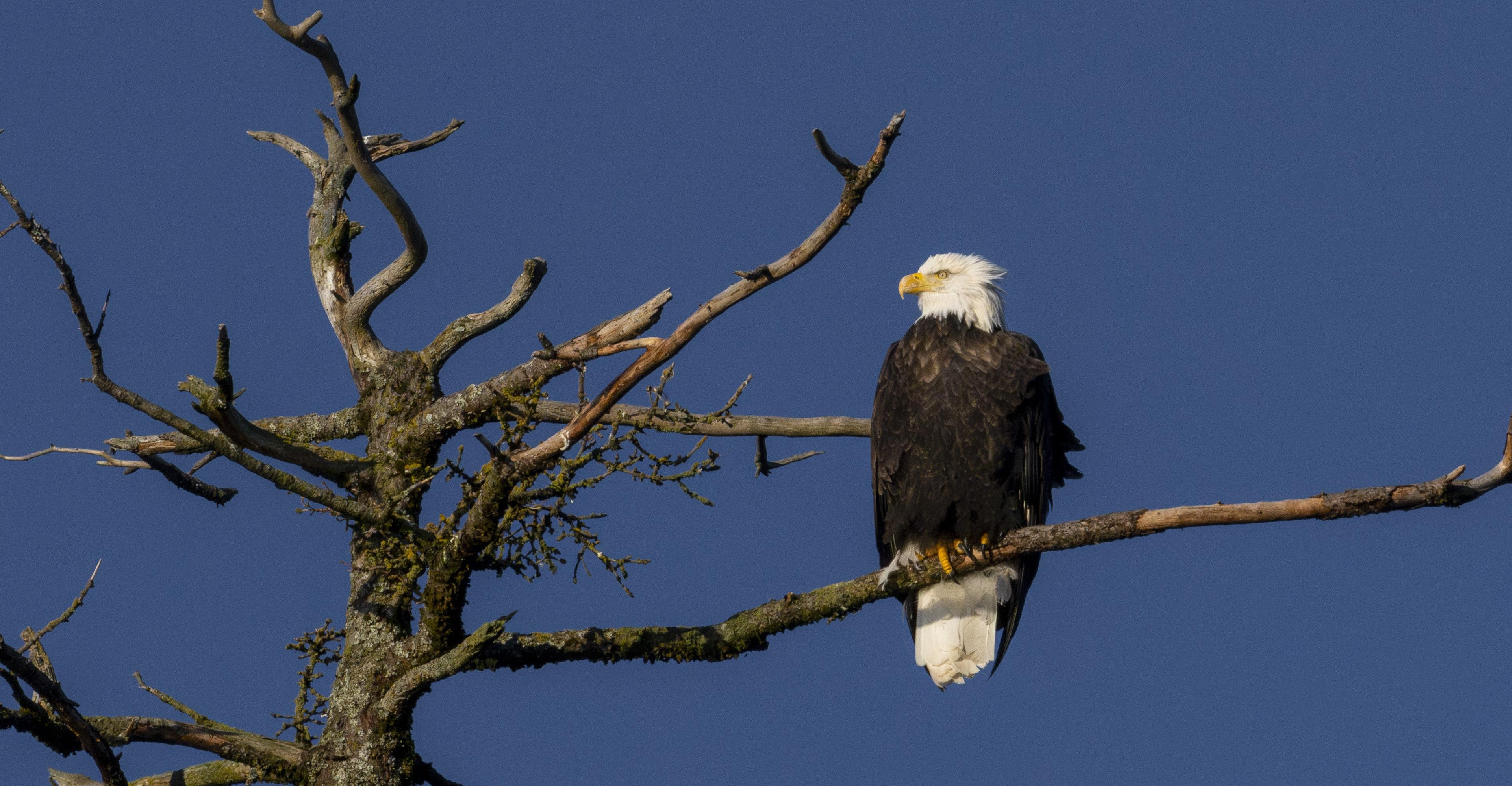 The twisted reason why the Trump administration claims to care about eagles