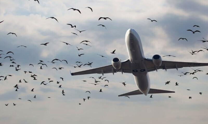 Chaos on Islamabad-Karachi flight as bird hits plane during takeoff