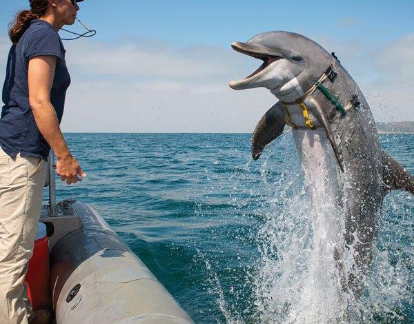 US deploys ‘military dolphins’ to protect nuclear weapons