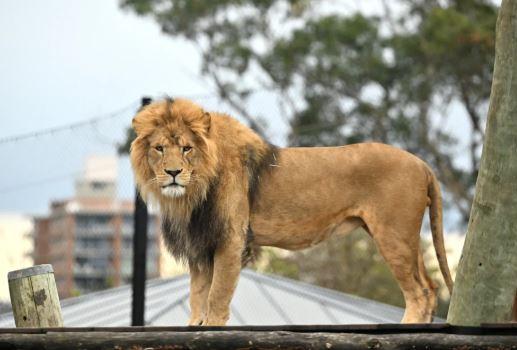 Lion escapes zoo, injures man after entering home in Rawalpindi