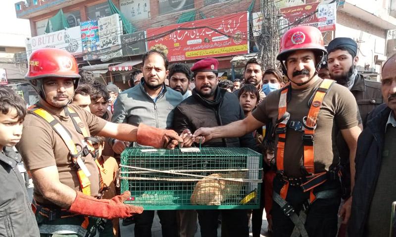ریسکیو 1122 نے بلی کو اورنج لائین ٹریک سے ریسکیو کر لیا