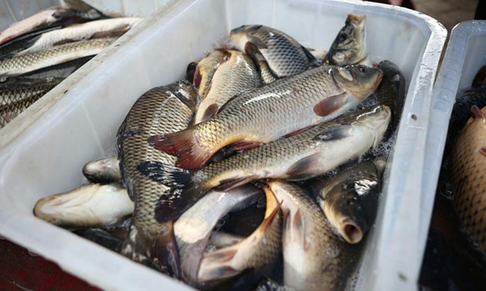 Pakistan permitted to export fish to US