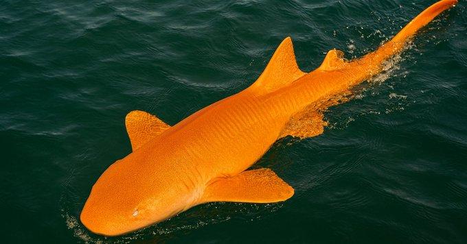 Rare orange-yellow shark caught in Costa Rica’s Caribbean