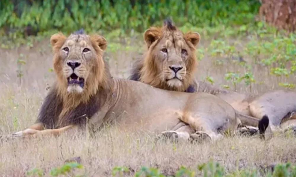 Force rescue 6 lions trapped in flood