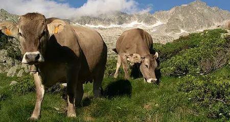 Elderly hiker killed in cow attack in Austrian Alps