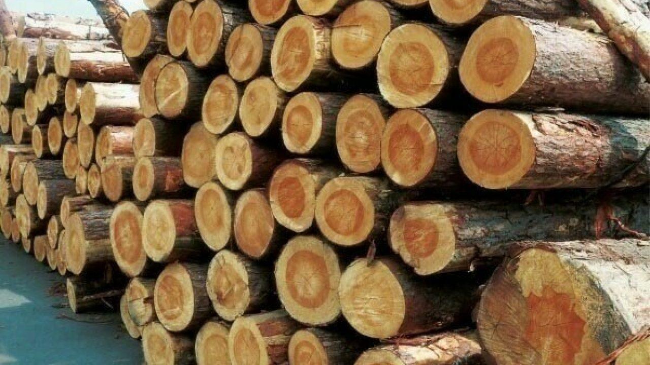 Punjab govt imposes immediate ban on deforestation and timber auctions