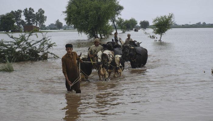 دریائے چناب میں ہیڈ پنجند کے مقام پر انتہائی اونچے درجے کا سیلاب، لاکھوں ایکڑ زرعی رقبہ متاثر
