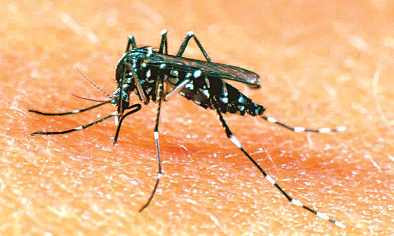 Dengue threat looms: Karachi, Lahore, Islamabad among high-risk cities