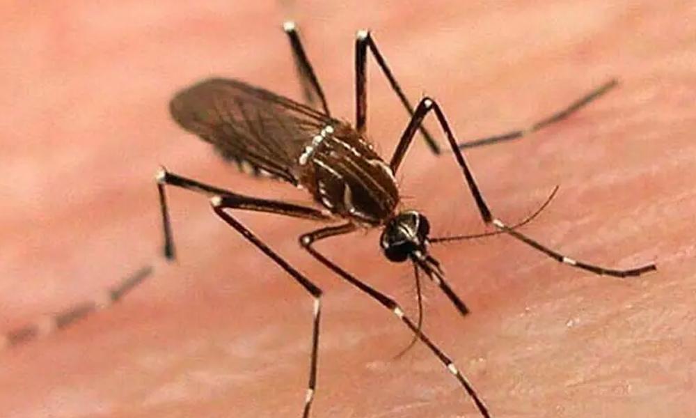 Risk of severe dengue epidemic in 10 cities including Karachi, Lahore, and Islamabad