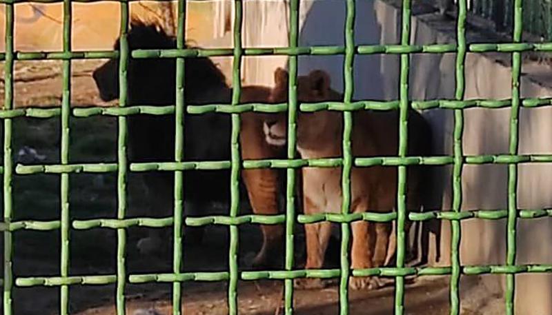 Lioness kills keeper, escapes zoo