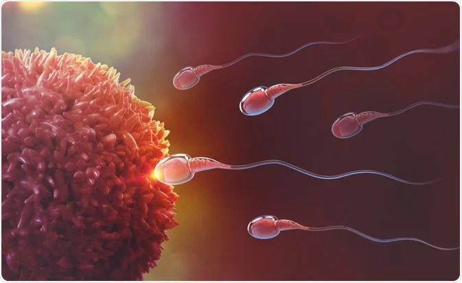 الٹرا پروسیسڈ فوڈز مردوں کی تولیدی صحت کے لیے خطرناک قرار