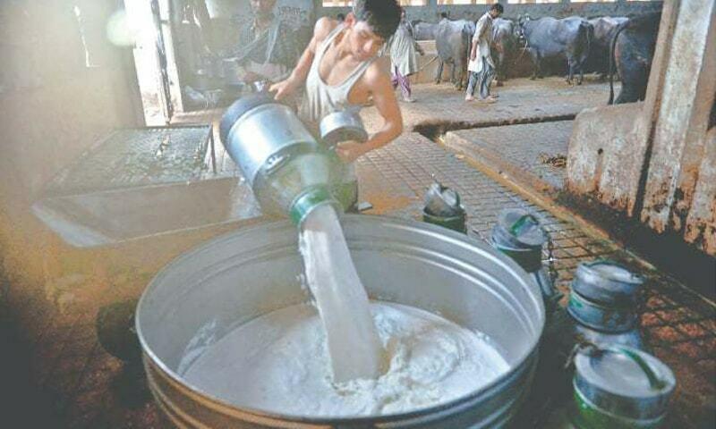 Karachi dairy farmers demand Rs50/liter hike in milk prices