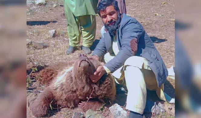 Rare brown bear shot dead in Gilgit-Baltistan, probe underway