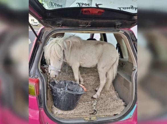 German woman caught transporting live horse in car trunk